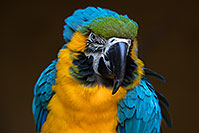 /images/133/2017-01-05-tuc-zoo-gold-macaw-1x2_3368.jpg - #13371: Blue-and-Gold Macaw in Tucson … January 2017 -- Reid Park Zoo, Tucson, Arizona