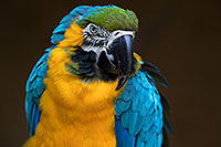 /images/133/2017-01-05-tuc-zoo-gold-macaw-1x2_3386.jpg - #13367: Blue-and-Gold Macaw in Tucson … January 2017 -- Reid Park Zoo, Tucson, Arizona