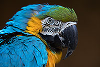 /images/133/2017-01-05-tuc-zoo-gold-macaw-1x2_3574.jpg - #13376: Blue-and-Gold Macaw in Tucson … January 2017 -- Reid Park Zoo, Tucson, Arizona