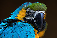 /images/133/2017-01-05-tuc-zoo-gold-macaw-1x2_3579.jpg - #13377: Blue-and-Gold Macaw in Tucson … January 2017 -- Reid Park Zoo, Tucson, Arizona