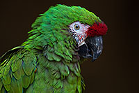 /images/133/2017-01-05-tuc-zoo-mil-macaw-1x2_3367.jpg - #13378: Military Macaw in Tucson … January 2017 -- Reid Park Zoo, Tucson, Arizona