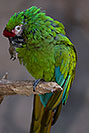 /images/133/2017-01-06-reid-mil-macaw-1x2_4471v.jpg - #13381: Military Macaw at Reid Zoo … January 2017 -- Reid Park Zoo, Tucson, Arizona