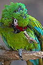 /images/133/2017-01-06-reid-mil-macaw-1x2_4647v.jpg - #13383: Military Macaw at Reid Zoo … January 2017 -- Reid Park Zoo, Tucson, Arizona