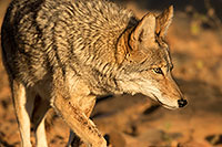 /images/133/2017-01-07-desert-coyote-1x2_8934.jpg - #13378: Coyote at Arizona Sonora Desert Museum … January 2017 -- Arizona-Sonora Desert Museum, Tucson, Arizona