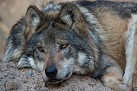 /images/133/2017-01-07-desert-wolf-1x2_9010.jpg - #13392: Mexican Wolf at Arizona Sonora Desert Museum … January 2017 -- Arizona-Sonora Desert Museum, Tucson, Arizona