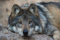 /images/133/2017-01-07-desert-wolf-1x2_9040.jpg - #13393: Mexican Wolf at Arizona Sonora Desert Museum … January 2017 -- Arizona-Sonora Desert Museum, Tucson, Arizona