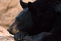 /images/133/2017-01-09-museum-bear-1x2_12496.jpg - #13413: Black Bear at Arizona Sonora Desert Museum … January 2017 -- Arizona-Sonora Desert Museum, Tucson, Arizona