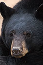 /images/133/2017-01-09-museum-bear-1x2_12556v.jpg - #13414: Black Bear at Arizona Sonora Desert Museum … January 2017 -- Arizona-Sonora Desert Museum, Tucson, Arizona