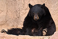 /images/133/2017-01-09-museum-bear-1x_34524.jpg - #13405: Black Bear at Arizona Sonora Desert Museum … January 2017 -- Arizona-Sonora Desert Museum, Tucson, Arizona