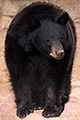 /images/133/2017-01-09-museum-bear-1x_34583v.jpg - #13410: Black Bear at Arizona Sonora Desert Museum … January 2017 -- Arizona-Sonora Desert Museum, Tucson, Arizona