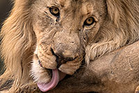 /images/133/2017-01-09-tuc-reid-lion-1x2_11239.jpg - #13432: Lion in Tucson … January 2017 -- Reid Park Zoo, Tucson, Arizona