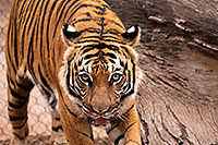 /images/133/2017-01-09-tuc-reid-tiger-1x2_10554.jpg - #13438: Malayan Tiger in Tucson … January 2017 -- Reid Park Zoo, Tucson, Arizona