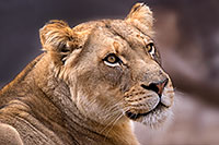 /images/133/2017-01-10-tuc-reid-lioness-1x2_14370.jpg - #13441: Lioness at Reid Park Zoo … January 2017 -- Reid Park Zoo, Tucson, Arizona