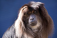 /images/133/2017-01-10-tuc-reid-monkey-1x2_14273.jpg - #13450: Lion-Tailed Macaque at Reid Park Zoo … January 2017 -- Reid Park Zoo, Tucson, Arizona