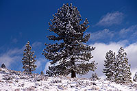 /images/133/2017-01-13-sierra-tree-1x_34929.jpg - #13502: Eastern Sierra Mountains in winter … January 2017 -- Eastern Sierra, California