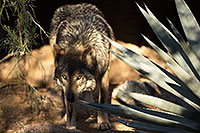 /images/133/2017-01-26-museum-wolves-5d4_0350.jpg - #13538: Mexican Wolf at Arizona Sonora Desert Museum … January 2017 -- Arizona-Sonora Desert Museum, Tucson, Arizona