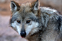 /images/133/2017-01-26-museum-wolves-5d4_0392.jpg - #13533: Mexican Wolf at Arizona Sonora Desert Museum … January 2017 -- Arizona-Sonora Desert Museum, Tucson, Arizona