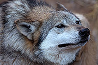 /images/133/2017-01-26-museum-wolves-5d4_0447.jpg - #13534: Mexican Wolf at Arizona Sonora Desert Museum … January 2017 -- Arizona-Sonora Desert Museum, Tucson, Arizona