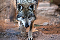 /images/133/2017-01-26-museum-wolves-5d4_0458.jpg - #13535: Mexican Wolf at Arizona Sonora Desert Museum … January 2017 -- Arizona-Sonora Desert Museum, Tucson, Arizona