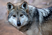 /images/133/2017-01-26-museum-wolves-5d4_0464.jpg - #13536: Mexican Wolf at Arizona Sonora Desert Museum … January 2017 -- Arizona-Sonora Desert Museum, Tucson, Arizona