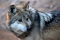 /images/133/2017-01-26-museum-wolves-5d4_0468.jpg - #13537: Mexican Wolf at Arizona Sonora Desert Museum … January 2017 -- Arizona-Sonora Desert Museum, Tucson, Arizona