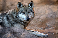 /images/133/2017-01-26-museum-wolves-5d4_0487.jpg - #13538: Mexican Wolf at Arizona Sonora Desert Museum … January 2017 -- Arizona-Sonora Desert Museum, Tucson, Arizona