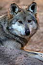 /images/133/2017-01-26-museum-wolves-5d4_0487v.jpg - #13540: Mexican Wolf at Arizona Sonora Desert Museum … January 2017 -- Arizona-Sonora Desert Museum, Tucson, Arizona