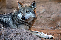 /images/133/2017-01-26-museum-wolves-5d4_0537.jpg - #13541: Mexican Wolf at Arizona Sonora Desert Museum … January 2017 -- Arizona-Sonora Desert Museum, Tucson, Arizona