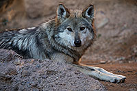 /images/133/2017-01-26-museum-wolves-5d4_0596.jpg - #13542: Mexican Wolf at Arizona Sonora Desert Museum … January 2017 -- Arizona-Sonora Desert Museum, Tucson, Arizona