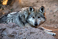 /images/133/2017-01-26-museum-wolves-5d4_0669.jpg - #13543: Mexican Wolf at Arizona Sonora Desert Museum … January 2017 -- Arizona-Sonora Desert Museum, Tucson, Arizona