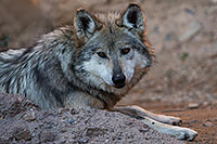 /images/133/2017-01-26-museum-wolves-5d4_0677.jpg - #13544: Mexican Wolf at Arizona Sonora Desert Museum … January 2017 -- Arizona-Sonora Desert Museum, Tucson, Arizona