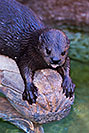 /images/133/2017-01-27-reid-otters-5d4_1121v.jpg - #13565: African Spotted Necked Otters at Reid Park Zoo … January 2017 -- Reid Park Zoo, Tucson, Arizona