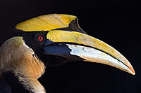 /images/133/2017-01-28-reid-hornbill-1x_35991.jpg - #13564: Great Hornbill at Reid Park Zoo … February 2017 -- Reid Park Zoo, Tucson, Arizona