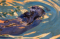 /images/133/2017-01-29-reid-otters-1x_36268.jpg - #13571: African Spotted Necked Otter at Reid Park Zoo … January 2017 -- Reid Park Zoo, Tucson, Arizona