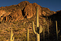 /images/133/2017-01-31-tucson-mountains-5d4_0114.jpg - #13587: Tucson Mountain Park … January 2017 -- Tucson Mountains, Arizona