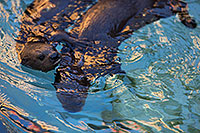 /images/133/2017-02-01-reid-otters-1x_37191.jpg - #13590: African Spotted Necked Otters at Reid Park Zoo … February 2017 -- Reid Park Zoo, Tucson, Arizona