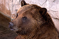 /images/133/2017-02-03-reid-grizzlies-1x_39624.jpg - #13617: Grizzly Bear at Reid Park Zoo … February 2017 -- Reid Park Zoo, Tucson, Arizona