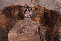 /images/133/2017-02-03-reid-grizzlies-1x_39880.jpg - #13614: Grizzly Bears at Reid Park Zoo … February 2017 -- Reid Park Zoo, Tucson, Arizona