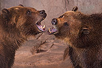 /images/133/2017-02-03-reid-grizzlies-1x_39957.jpg - #13615: Grizzly Bears at Reid Park Zoo … February 2017 -- Reid Park Zoo, Tucson, Arizona