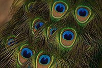 /images/133/2017-02-03-reid-peacocks-1x_40545.jpg - #13623: Peacock at Reid Park Zoo … February 2017 -- Reid Park Zoo, Tucson, Arizona