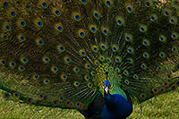 /images/133/2017-02-03-reid-peacocks-1x_40600.jpg - #13626: Peacock at Reid Park Zoo … February 2017 -- Reid Park Zoo, Tucson, Arizona