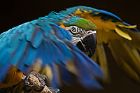 /images/133/2017-02-05-reid-macaw-1x_41026.jpg - #13637: Blue-and-Gold Macaw at Reid Park Zoo … February 2017 -- Reid Park Zoo, Tucson, Arizona