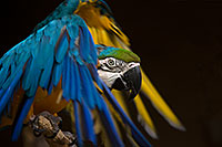 /images/133/2017-02-05-reid-macaw-28-1x_41029.jpg - #13641: Blue-and-Gold Macaw at Reid Park Zoo … February 2017 -- Reid Park Zoo, Tucson, Arizona