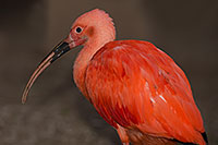 /images/133/2017-02-07-reid-birds-1x_41373.jpg - 13638: Scarlet Ibis at Reid Park Zoo … February 2017 -- Reid Park Zoo, Tucson, Arizona