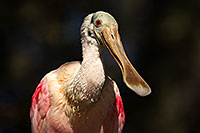 /images/133/2017-02-07-reid-spoonbills-1x_41198.jpg - 13642: Roseate Spoonbill at Reid Park Zoo … February 2017 -- Reid Park Zoo, Tucson, Arizona