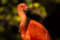 /images/133/2017-02-08-reid-ibis-1x_42637.jpg - #13656: Scarlet Ibis at Reid Park Zoo … February 2017 -- Reid Park Zoo, Tucson, Arizona