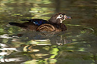 /images/133/2017-02-08-reid-wood-ducks-1x_42207.jpg - #13658: Wood Duck (female) at Reid Park Zoo … February 2017 -- Reid Park Zoo, Tucson, Arizona