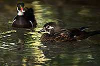 /images/133/2017-02-08-reid-wood-ducks-1x_42223.jpg - #13659: Wood Duck at Reid Park Zoo … February 2017 -- Reid Park Zoo, Tucson, Arizona