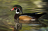 /images/133/2017-02-08-reid-wood-ducks-1x_42393.jpg - #13665: Wood Duck at Reid Park Zoo … February 2017 -- Reid Park Zoo, Tucson, Arizona