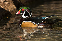 /images/133/2017-02-08-reid-wood-ducks-1x_42449.jpg - #13668: Wood Duck at Reid Park Zoo … February 2017 -- Reid Park Zoo, Tucson, Arizona